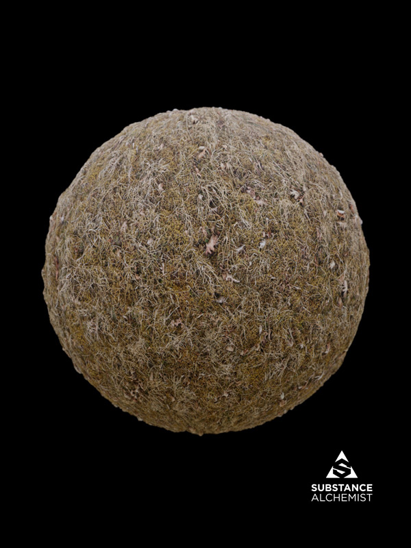 forest ground dirt leaves dry grass