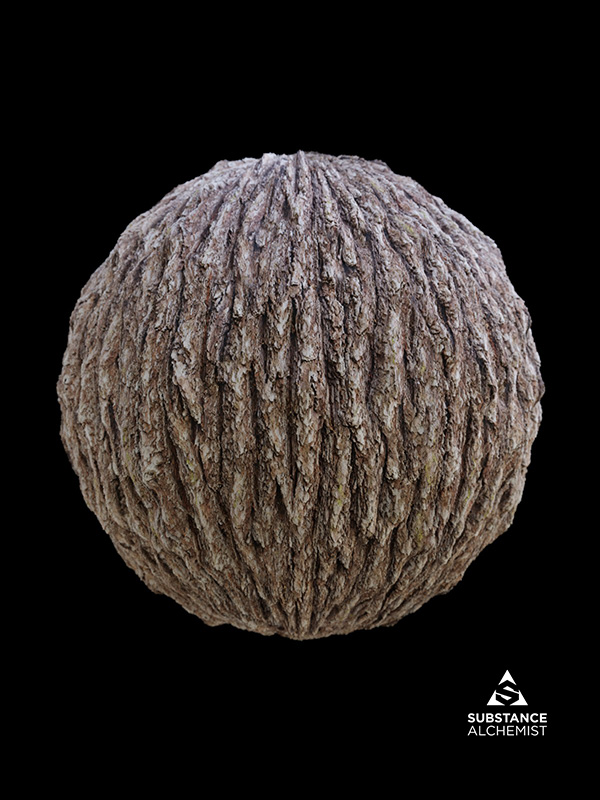 bark pine wood forest