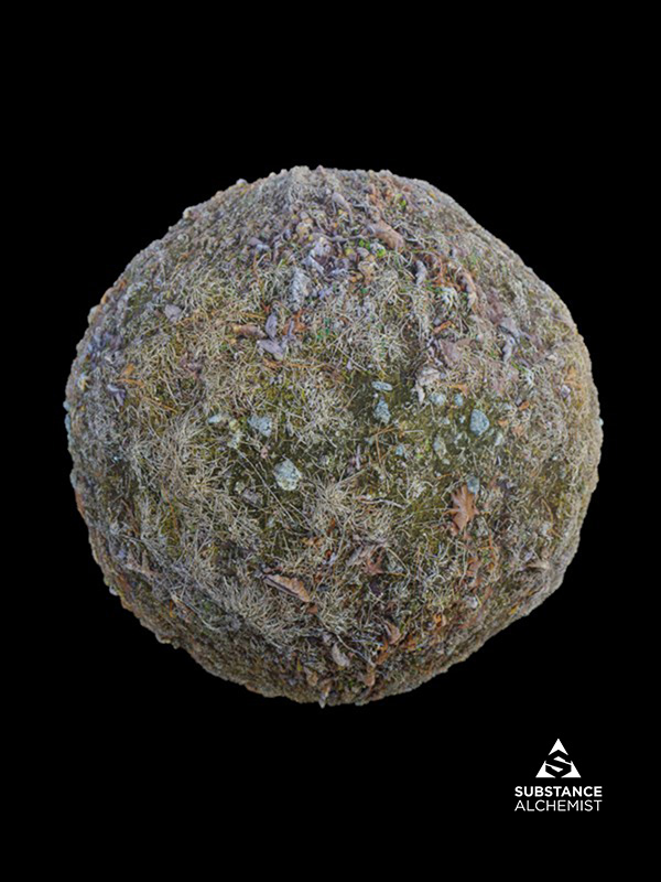 forest ground flooring nature leaves grass moss