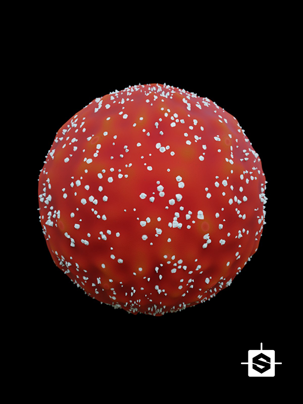 food mushroom organic nature fungi