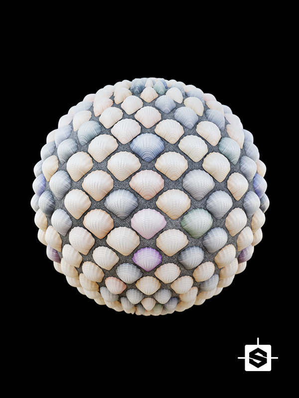 wall shells ocean sea animal organic