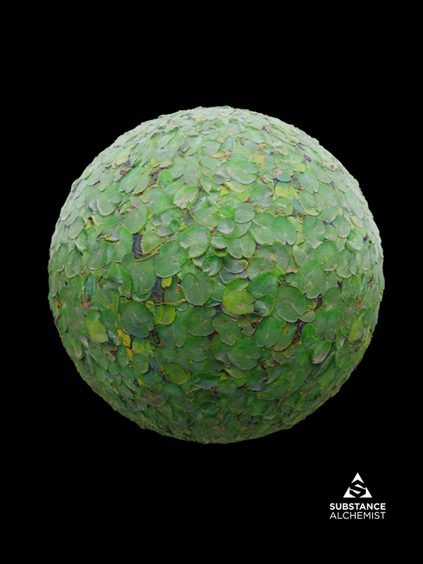 foliage lilypads flowers plant water pond