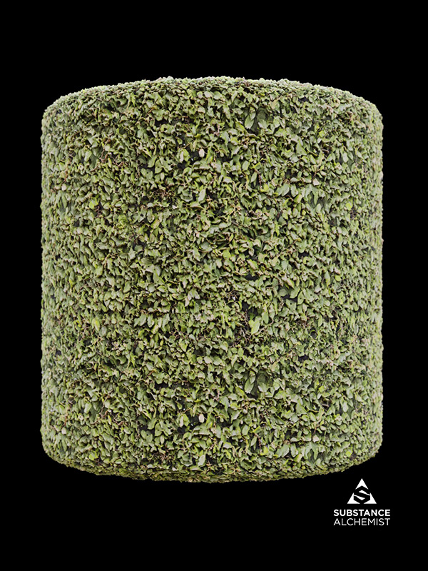 foliage leaves hedge organic